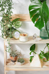 Abundance intention candle styled in a quiet meditation space, eco-friendly home fragrance